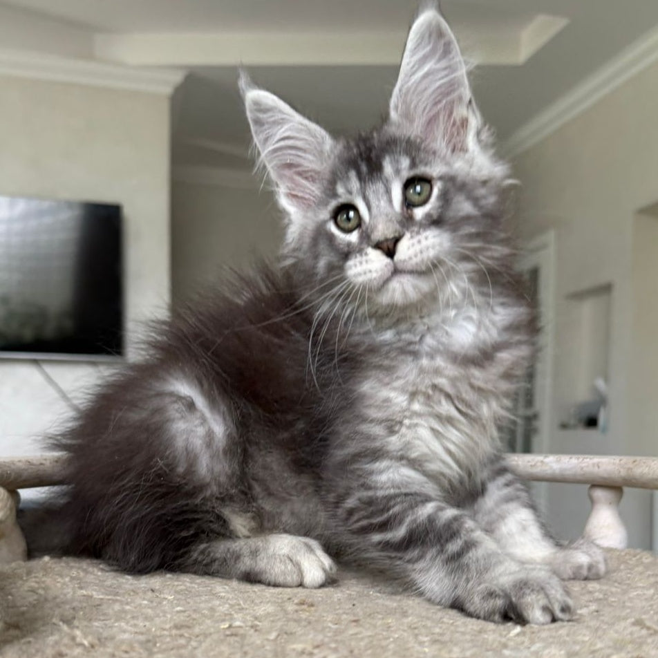Jackpot Maine Coon male, black silver ticked tabby