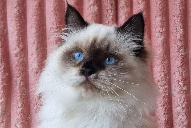 Potap Siberian male, black pointed with white