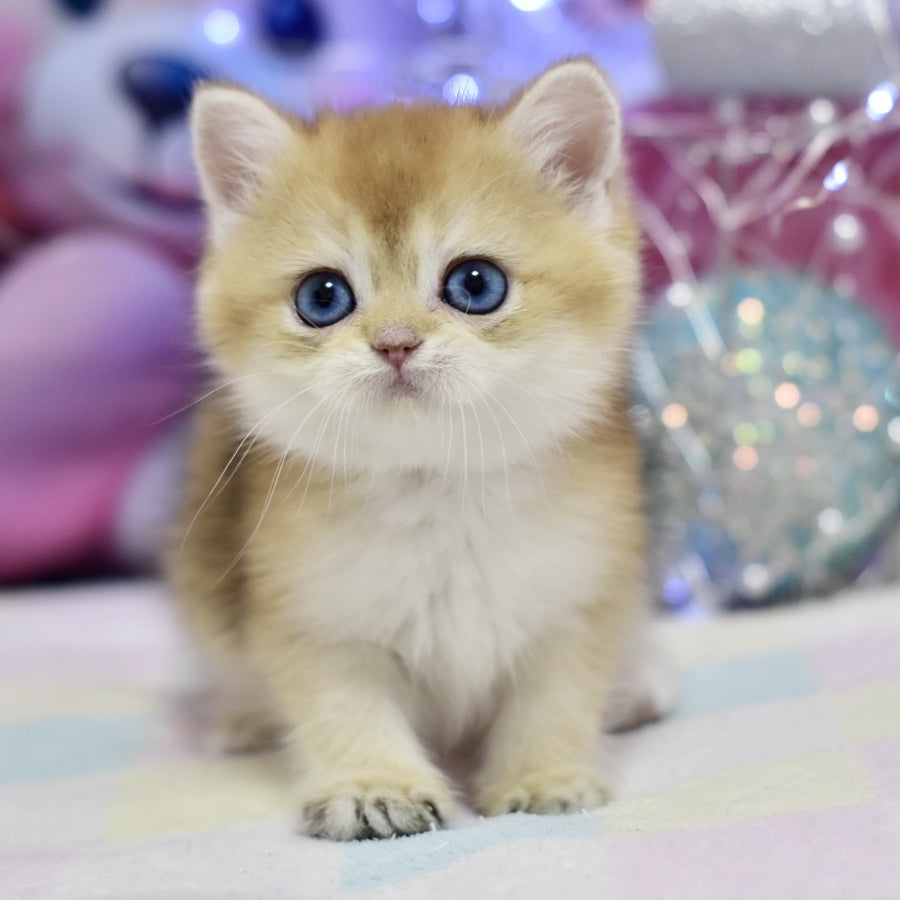 Edwin British Shorthair male, black golden shaded
