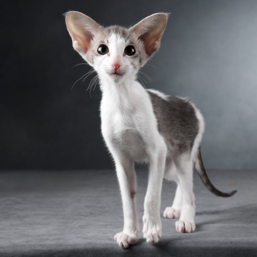 Stella Oriental Shorthair female, blue bicolour spotted tabby