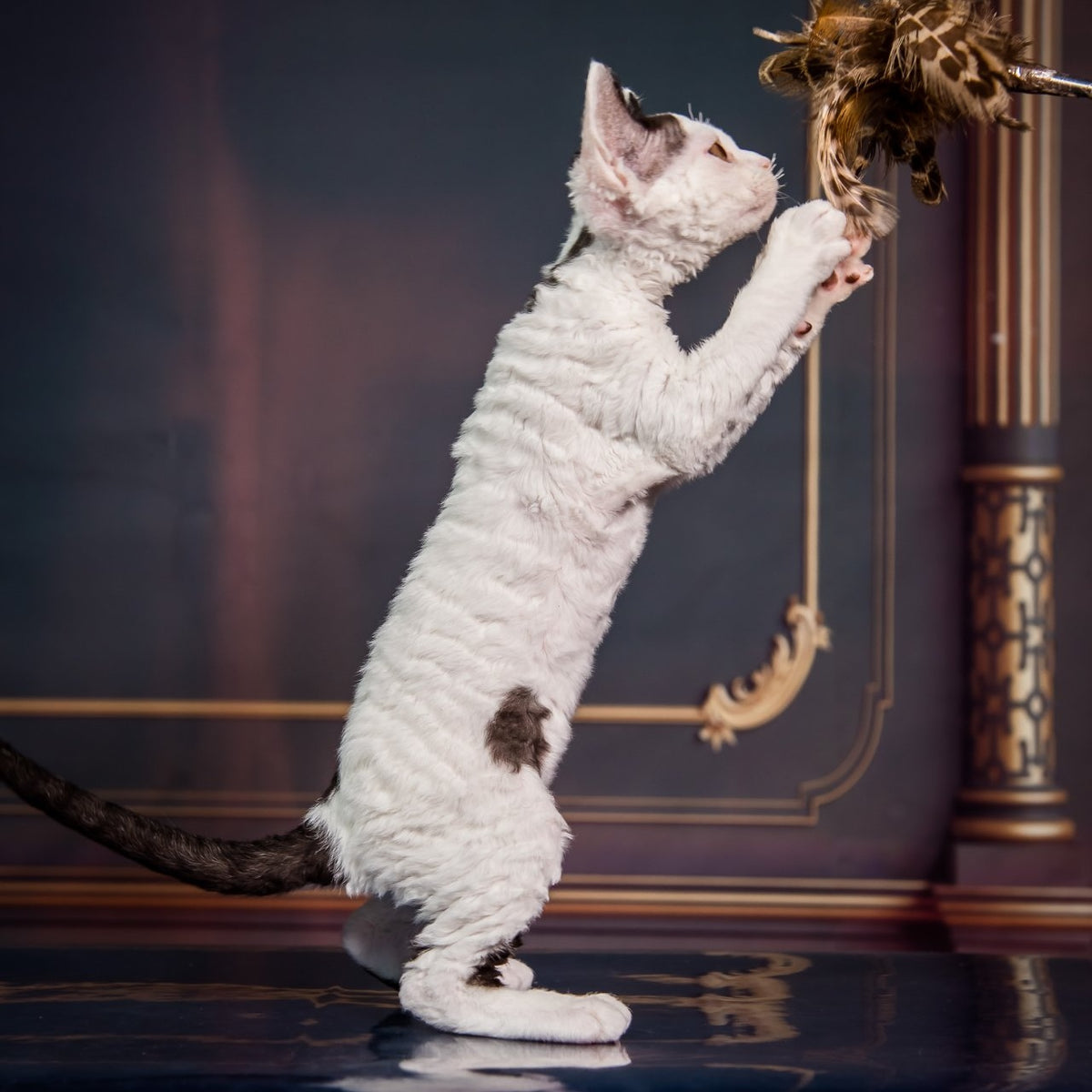 Kiki Devon Rex female, black harlequin