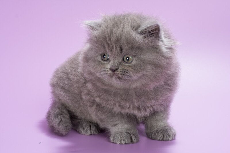 Elli British Longhair female, blue