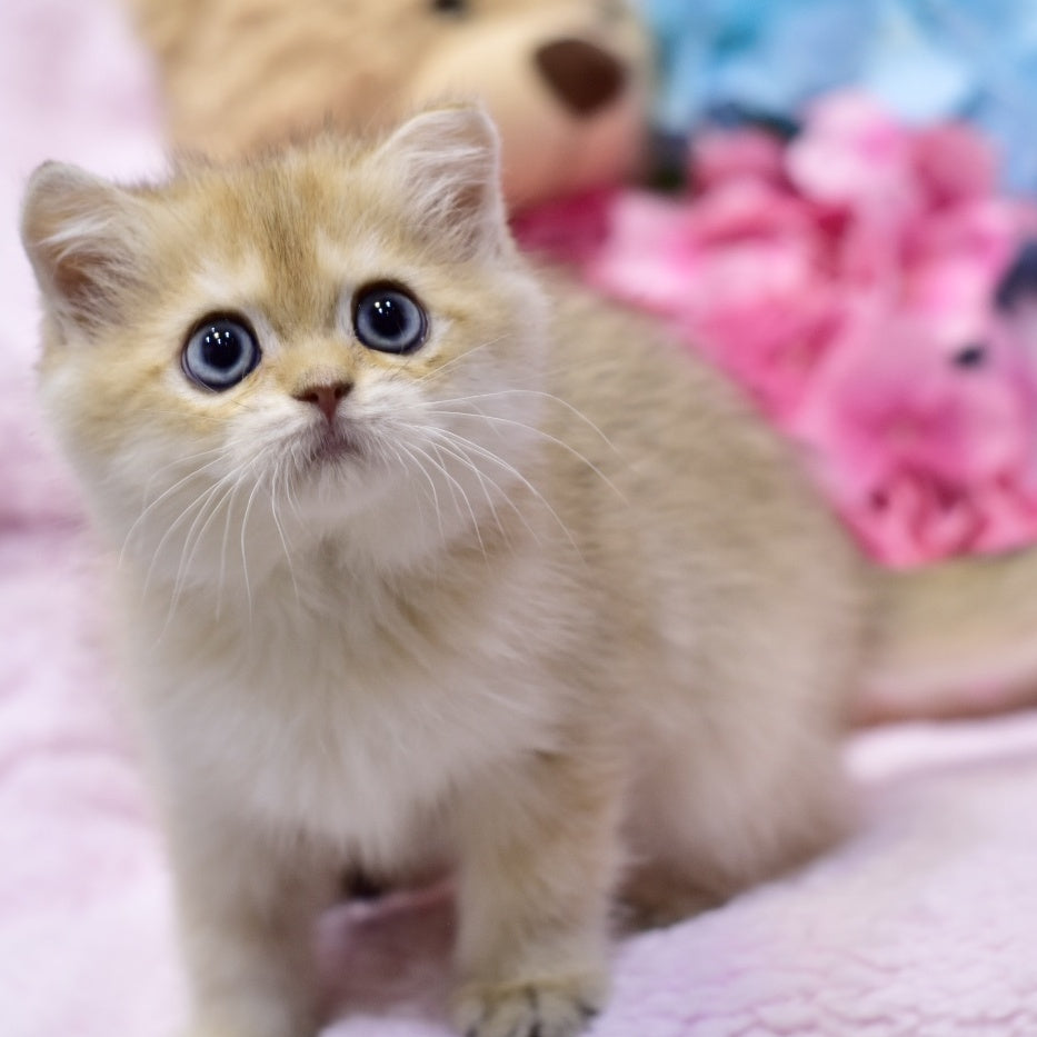 Gaby British Shorthair female, black golden shaded