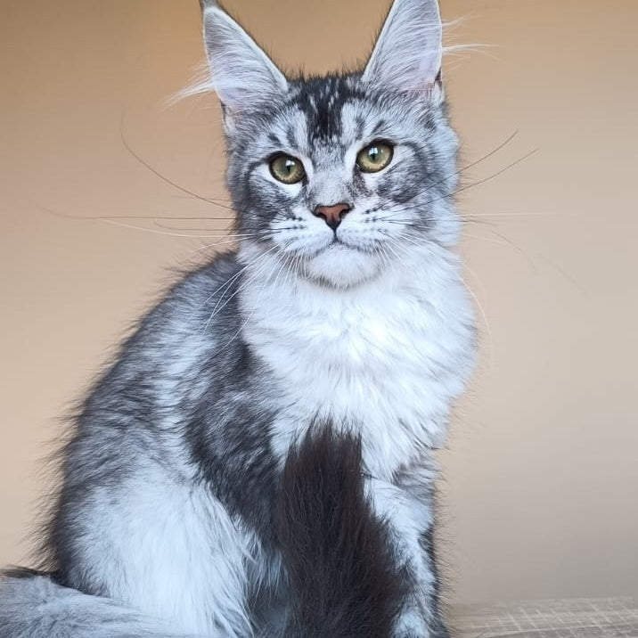 Danessa Maine Coon female, black silver ticked tabby