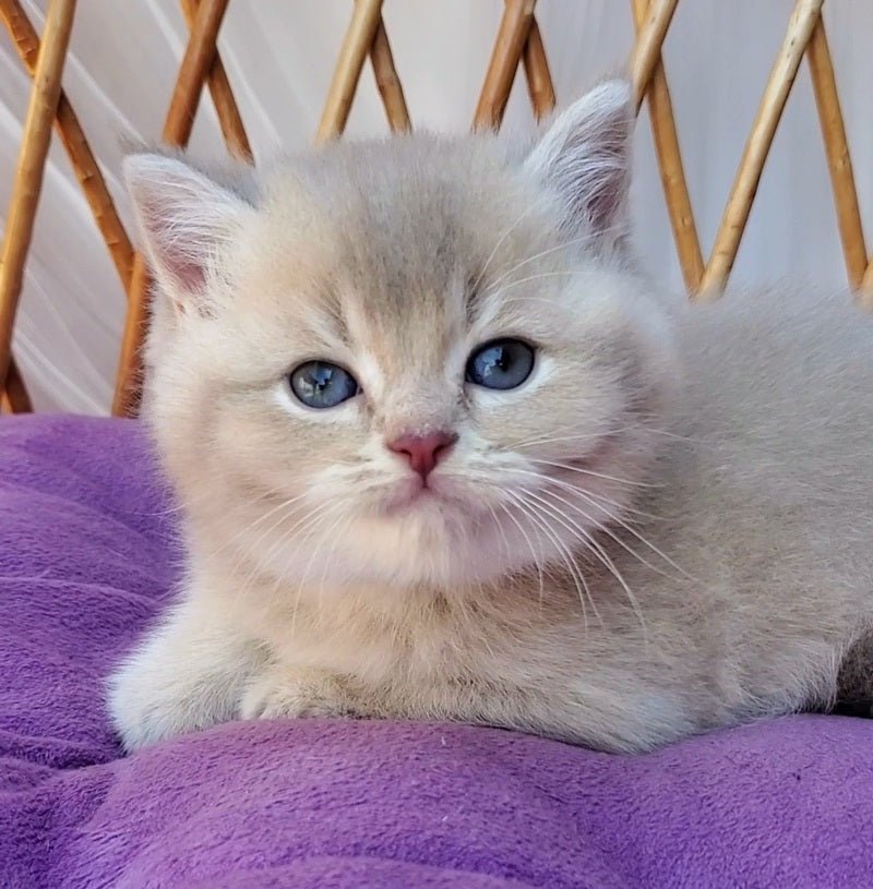 Woody British Shorthair male, lilac golden ticked tabby