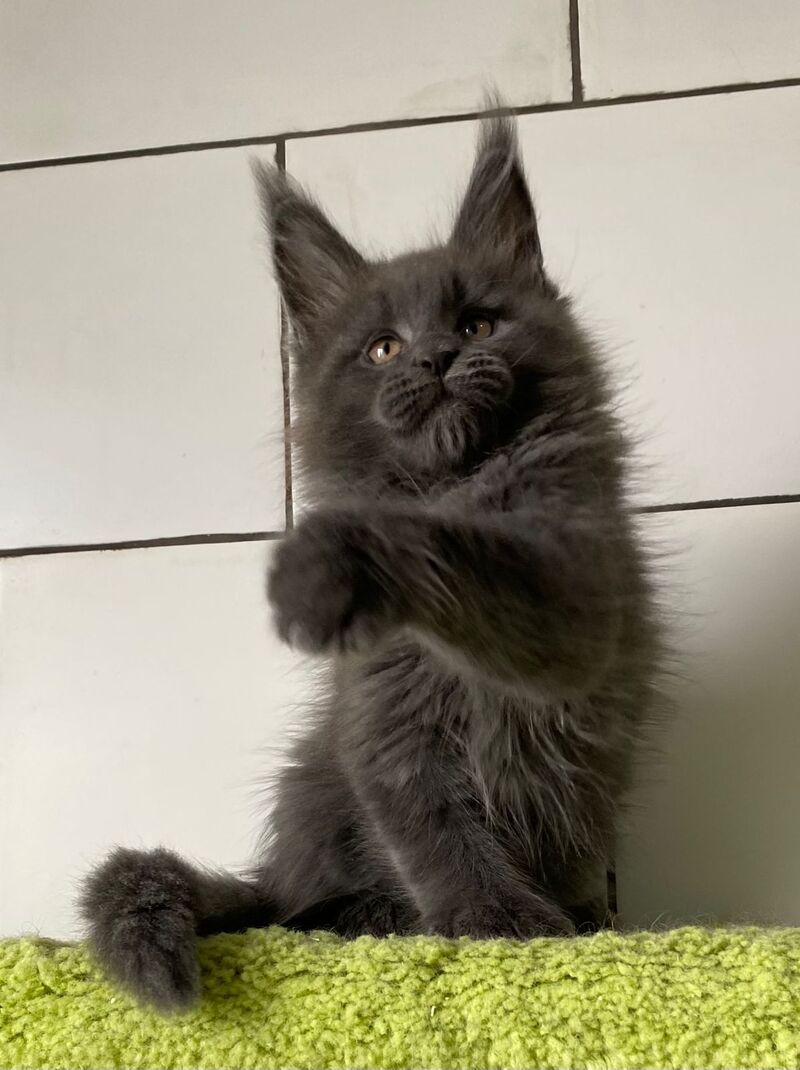 Vilyu Maine Coon polydactyl male, blue
