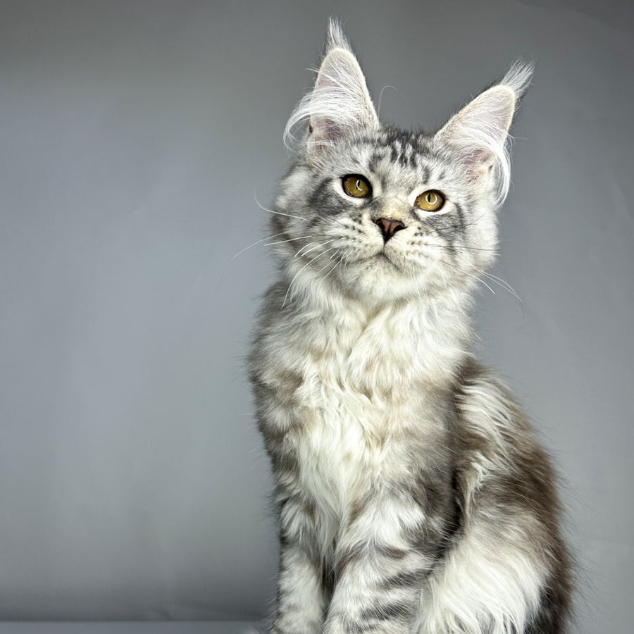Bekka Maine Coon polydactyl 5x6x6x6 female, black silver tabby