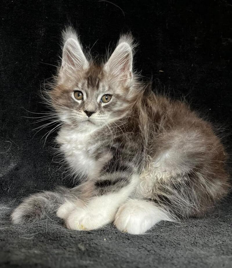 North Maine Coon male, black silver tabby with white