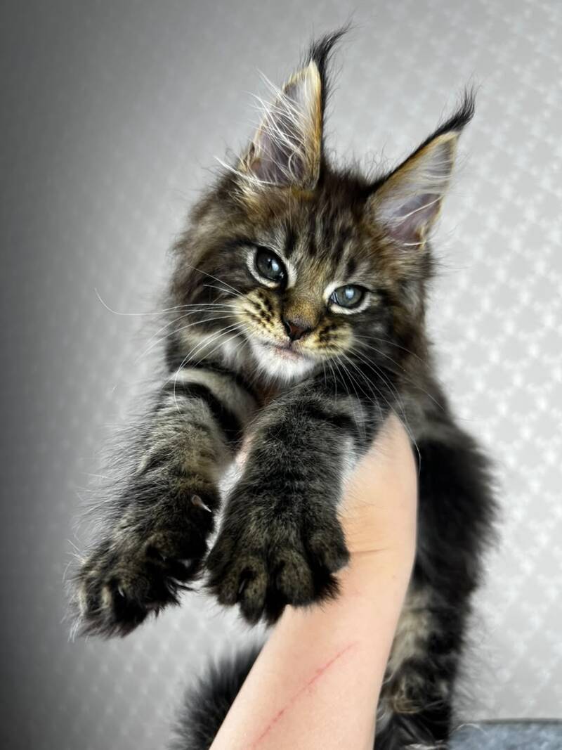 Pathos Maine Coon male, black tabby