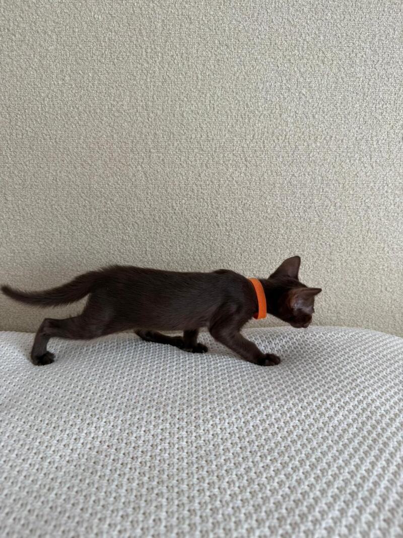Aurora Oriental Shorthair female chocolate - live animals