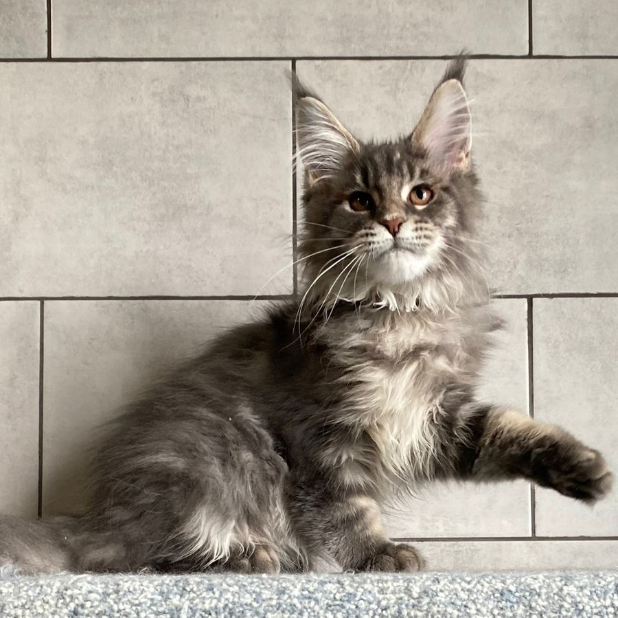 Tolyatti Maine Coon male, blue silver tabby