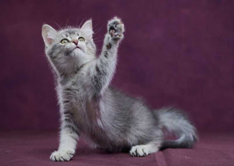 Eustace Scottish Straight male blue silver ticked tabby - live animals