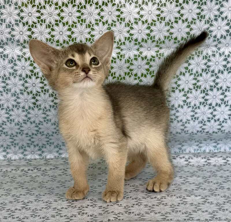 Zhasmin Abyssinian female blue - live animals