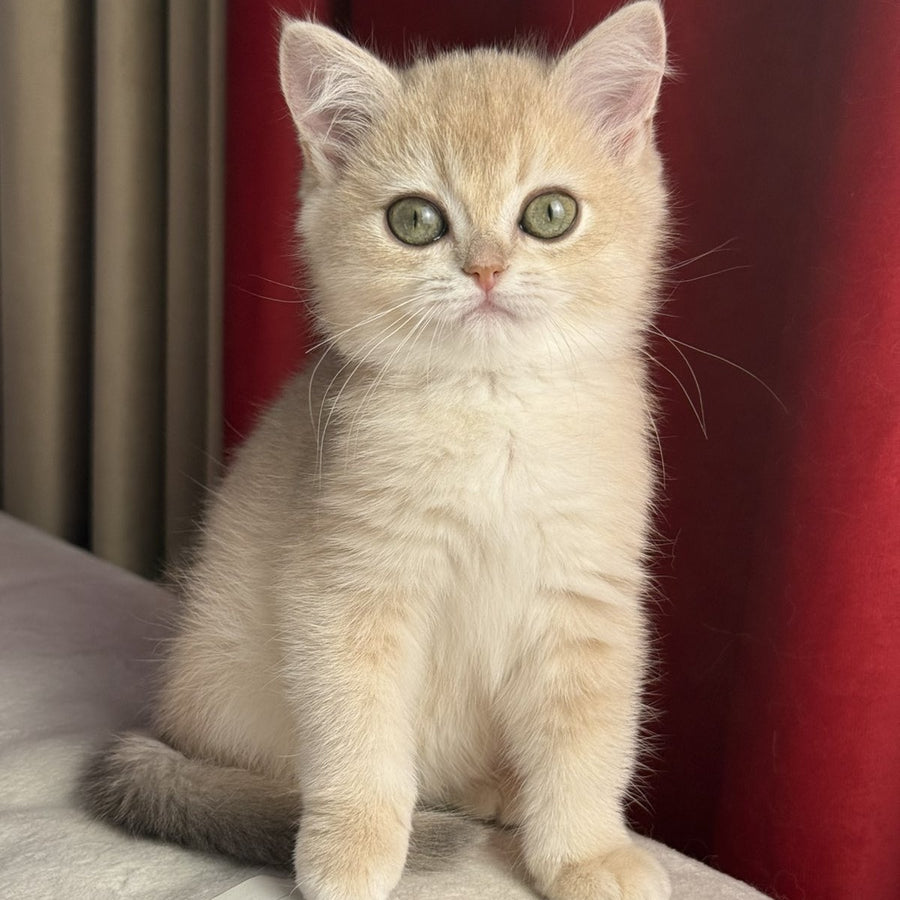 Elza Scottish Straight female, blue golden chinchilla