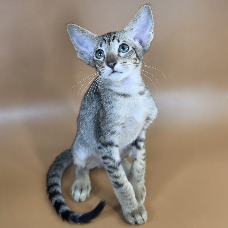 Yukio Oriental Shorthair male, black spotted tabby