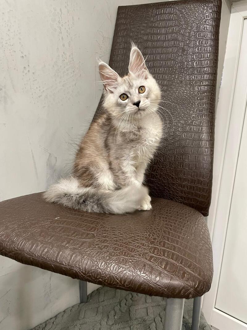 King Maine Coon male, black silver ticked tabby