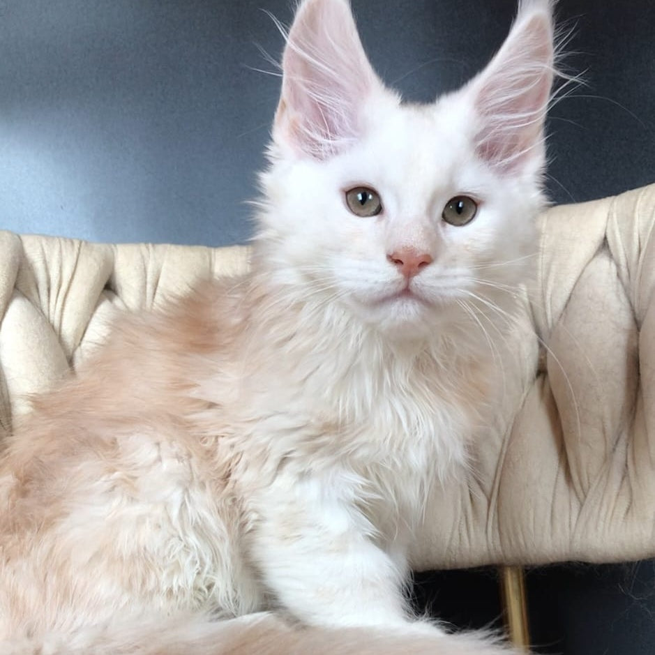 Endi Maine Coon male, red silver