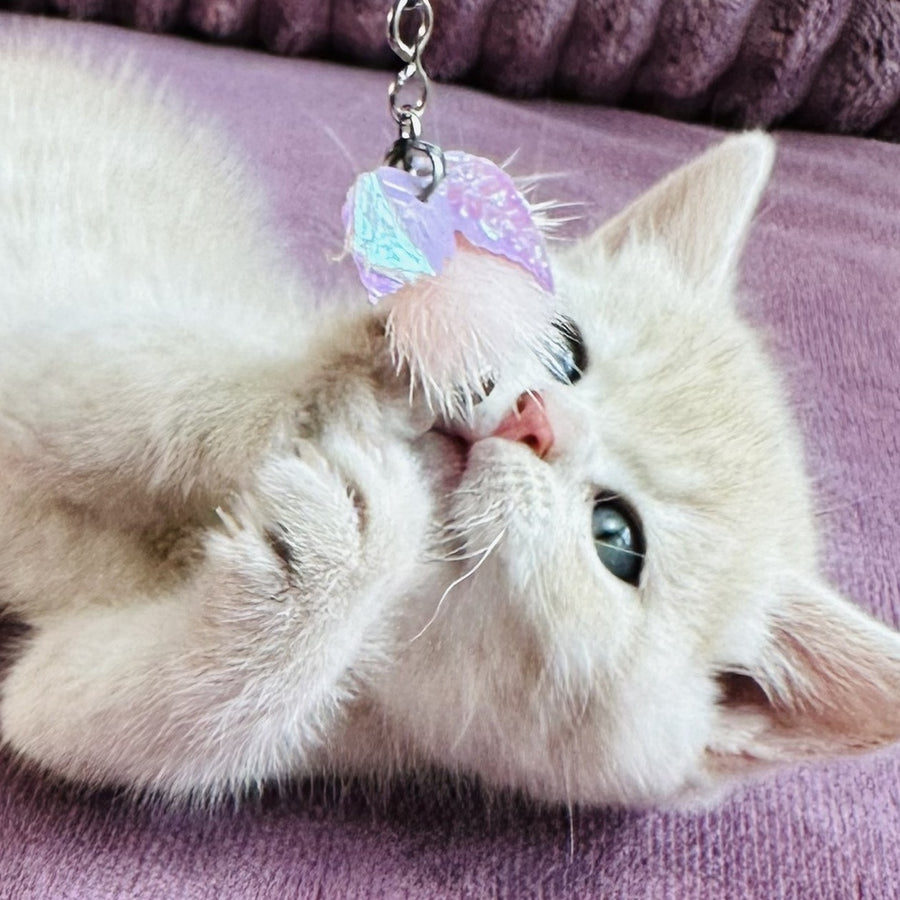 Jin British Shorthair male, blue golden spotted tabby