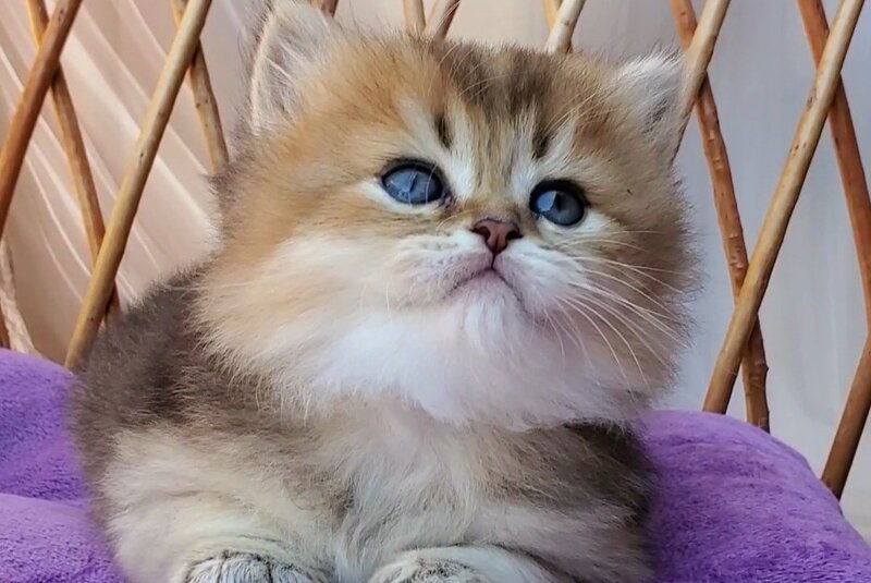 Zephir British Longhair male black golden ticked tabby - live animals