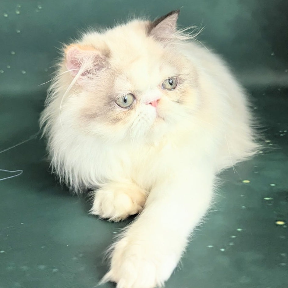 Nelli Persian female, blue tortie pointed bicolour