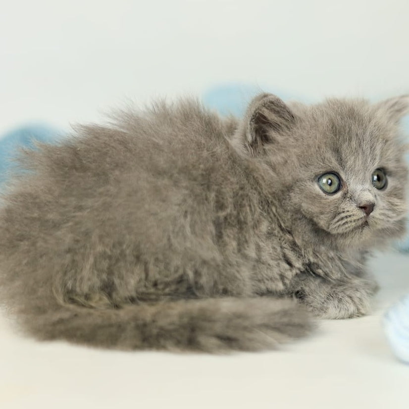 Pevana British Longhair female, blue