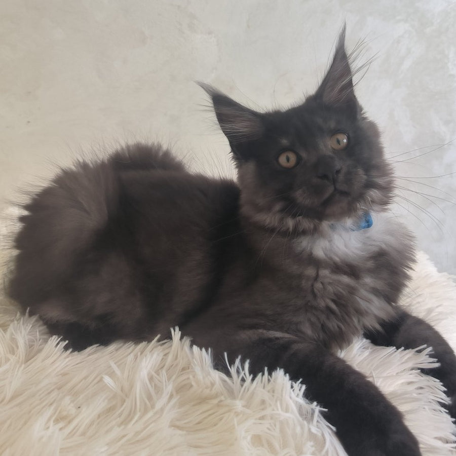 Xelius Maine Coon male, black silver