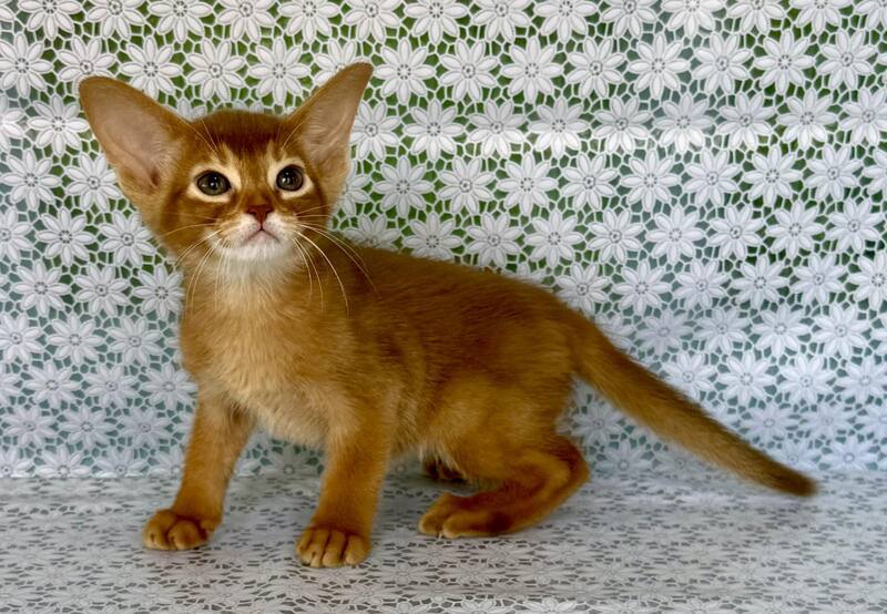 Ellada Abyssinian female sorrel - live animals