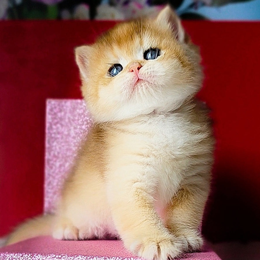Simba British Shorthair male, black golden chinchilla