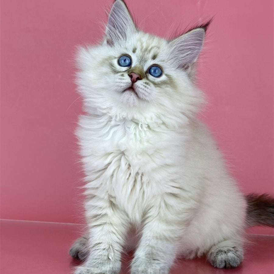 Bastian Siberian male, black tabby pointed bicolour