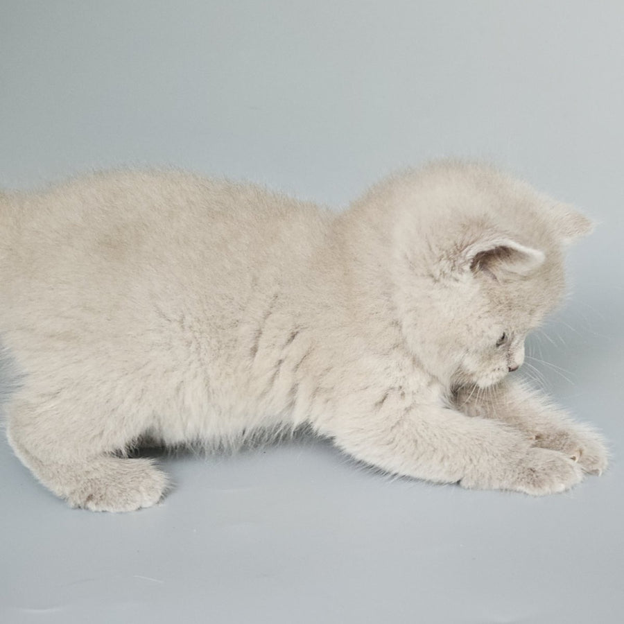 Baks British Shorthair male, fawn