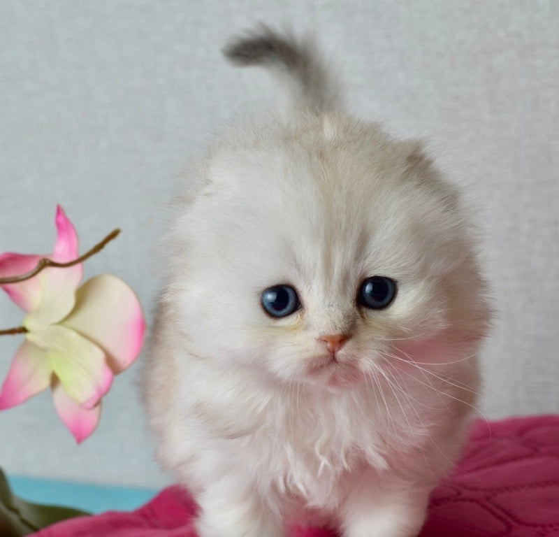 Ronnie Scottish Fold male black silver shaded - live animals