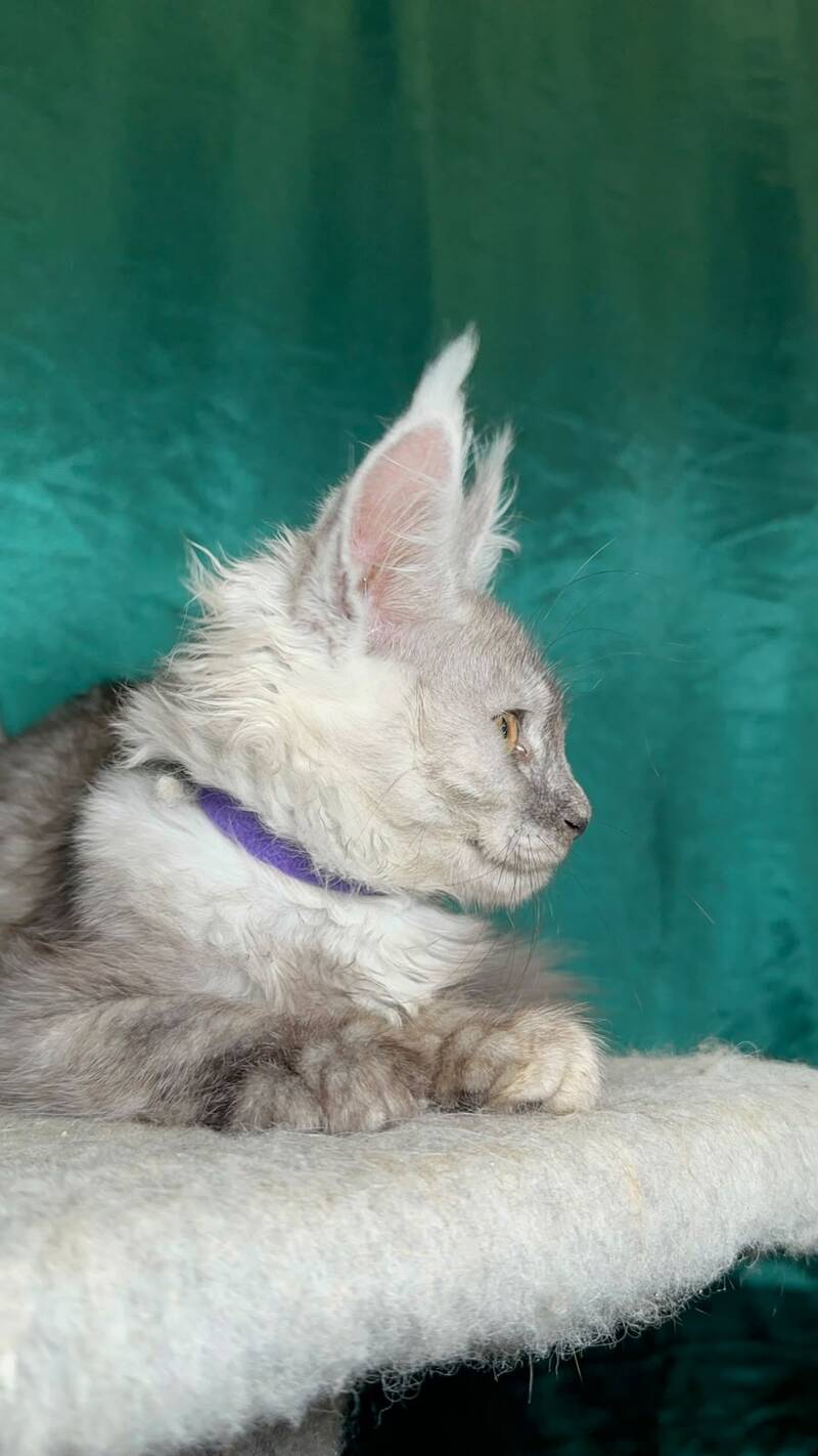 Milissa Maine Coon female, black silver
