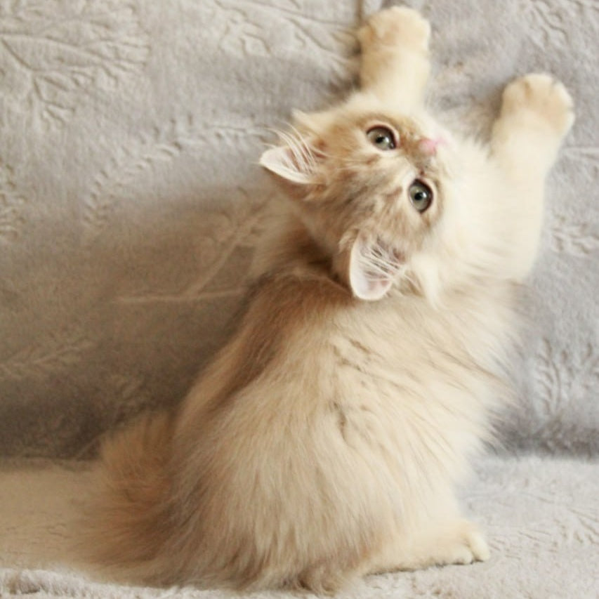 Kaiser British Longhair male, blue golden chinchilla