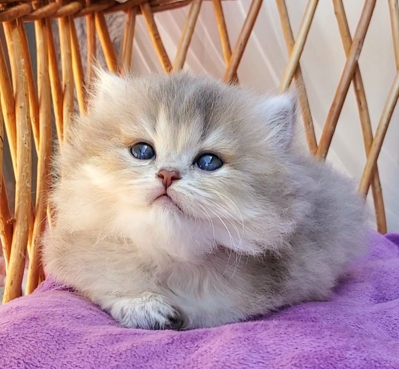 Zlata British Longhair female blue golden ticked tabby - live animals
