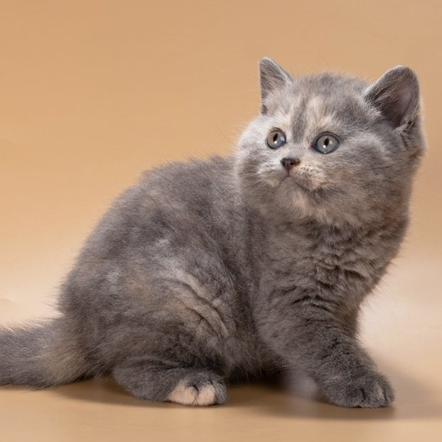 Rachel British Shorthair female, blue tortie
