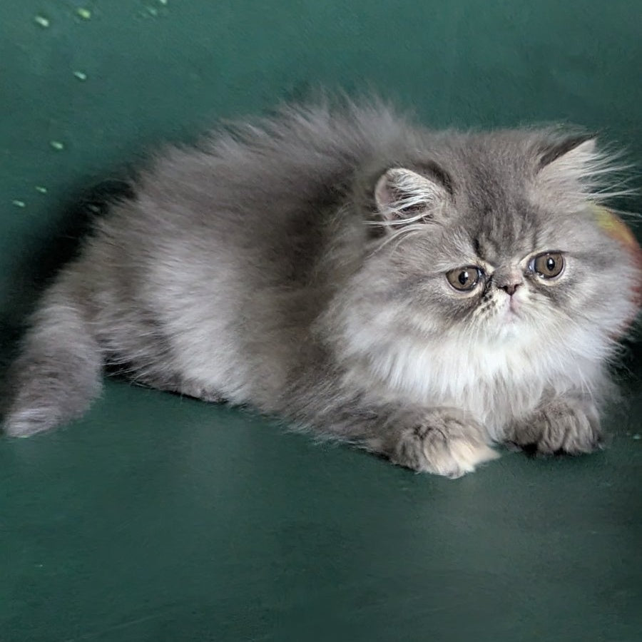 Donya Persian female, blue tortie