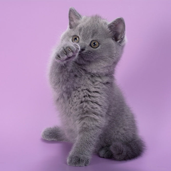 Peppa British Shorthair female, blue
