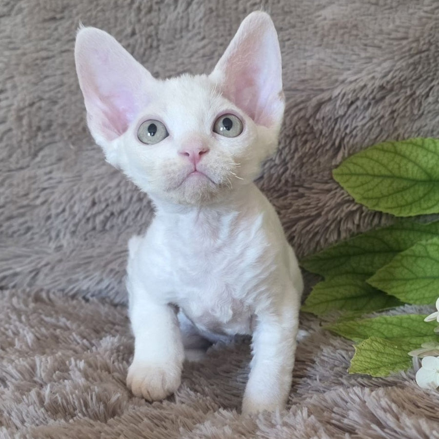 Watson Devon Rex male, white