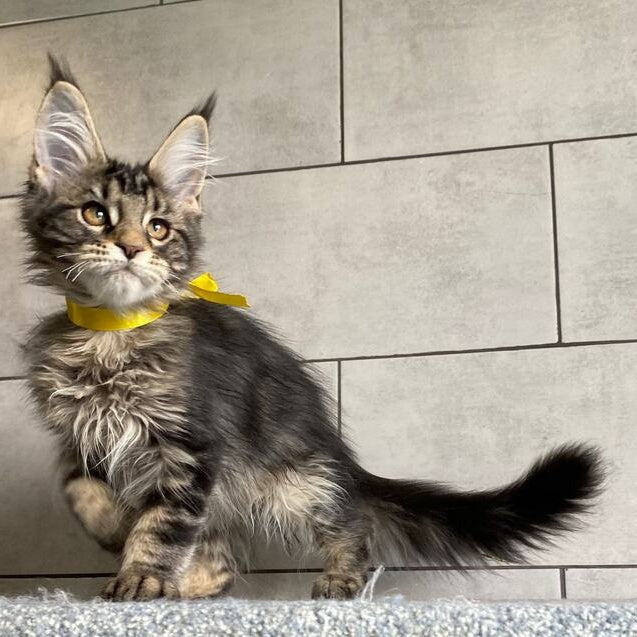 Umba Maine Coon female, black tabby