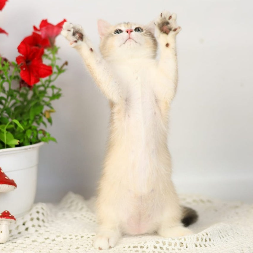 Samuel British Shorthair male, blue golden chinchilla