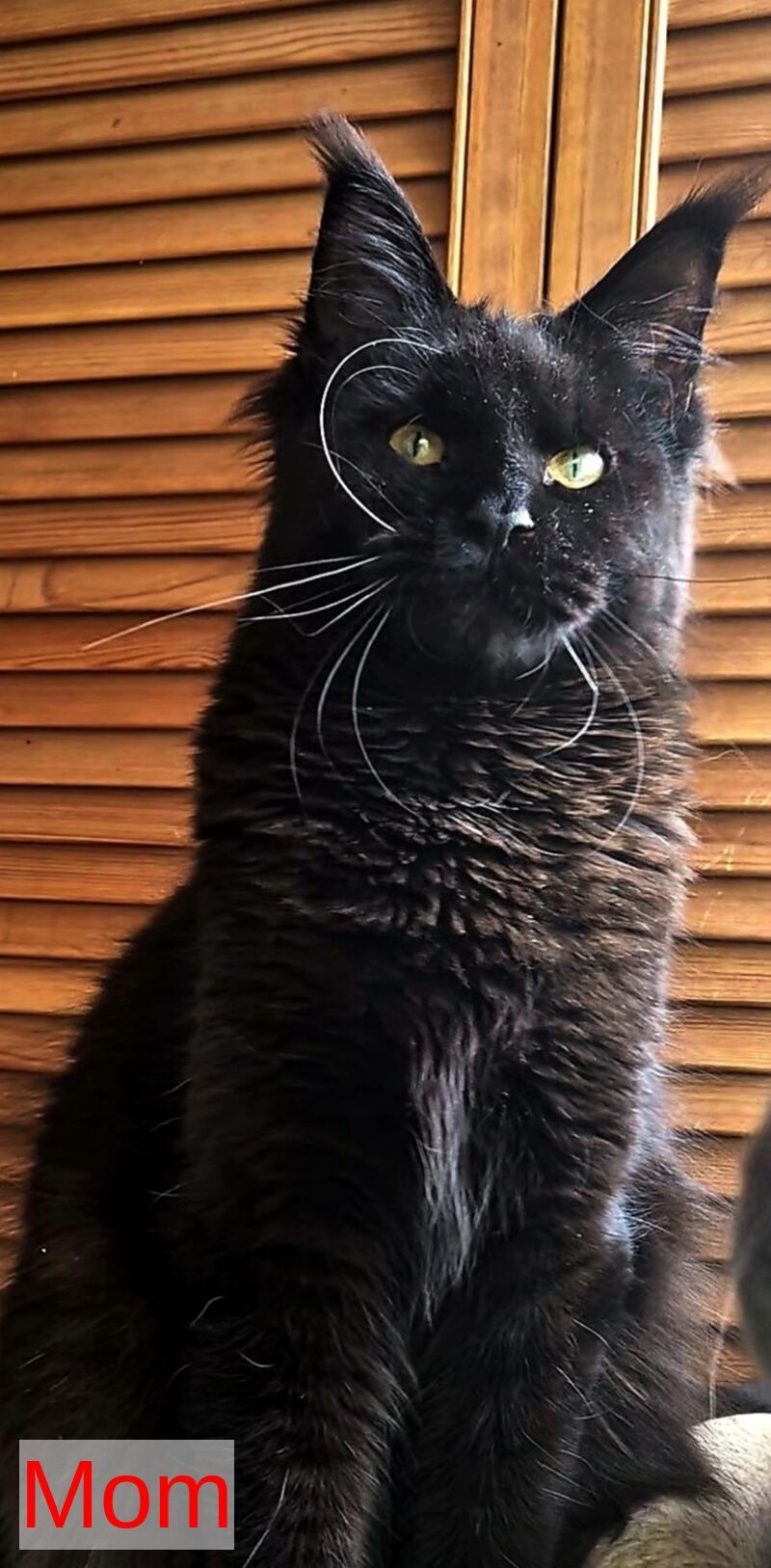 Hugo Maine Coon polydactyl male blue with white - live animals