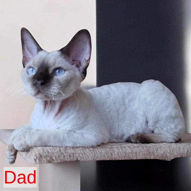 Chelsea Devon Rex female, black tortie
