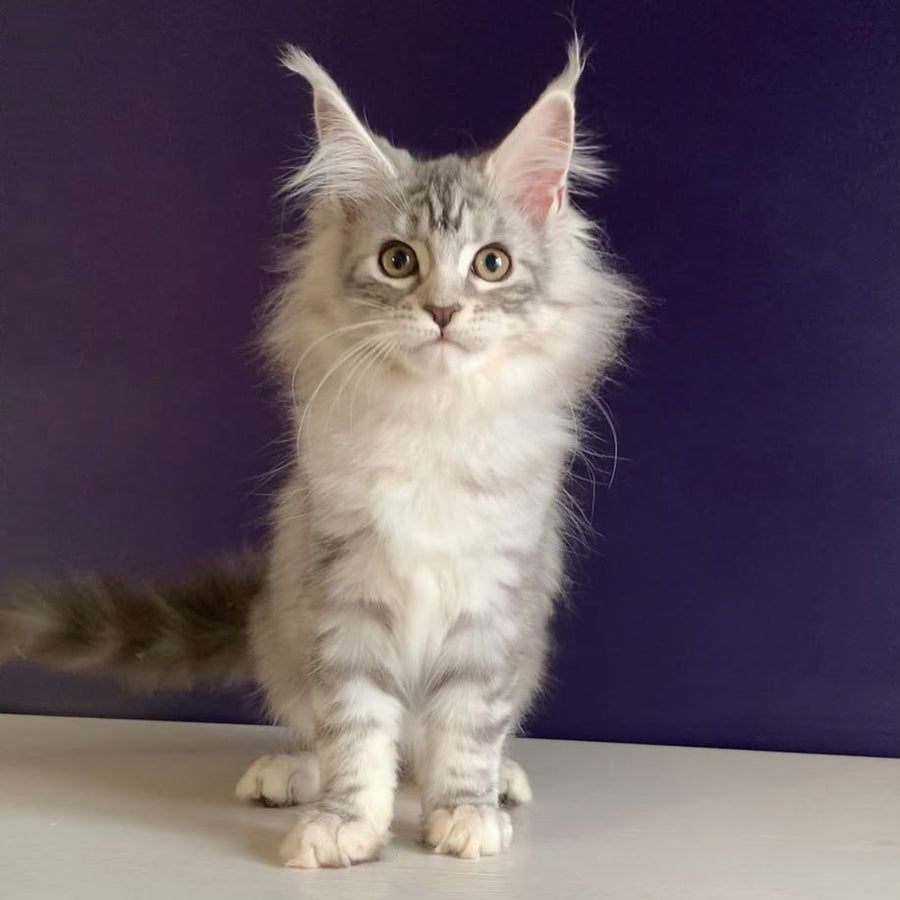 Malibu Maine Coon female, black tortie silver tabby