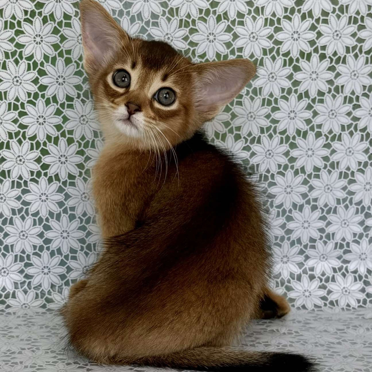 Hrizantema Abyssinian female, ruddy