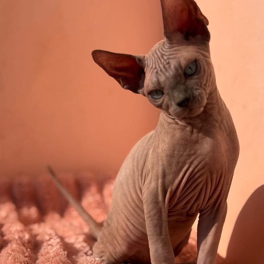 Flint Canadian Sphynx male, blue pointed