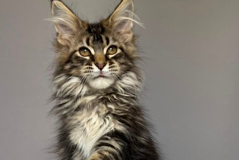 Fil Maine Coon male, black tabby