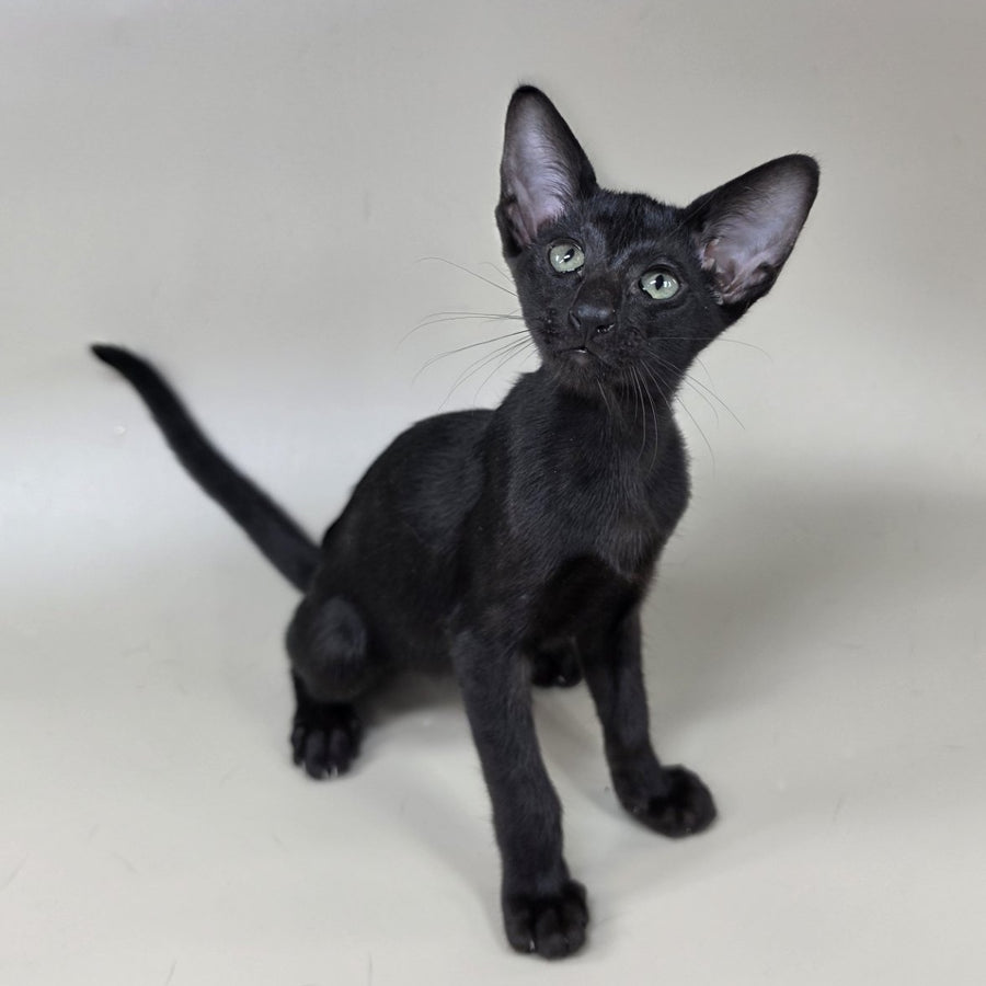 Xolotl Oriental Shorthair male, black