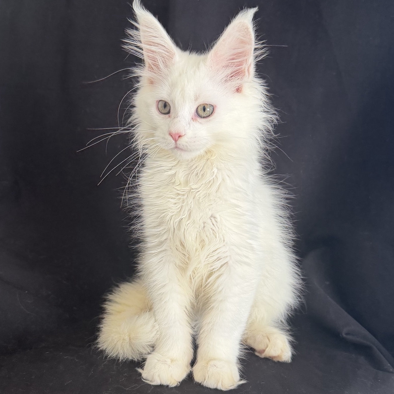 Baron Maine Coon male, white