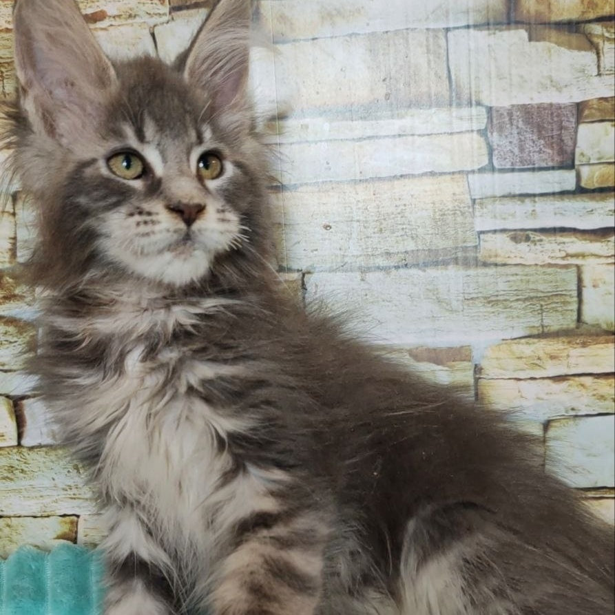 Xana Maine Coon polydactyl 6x6x6x6 female, blue tabby