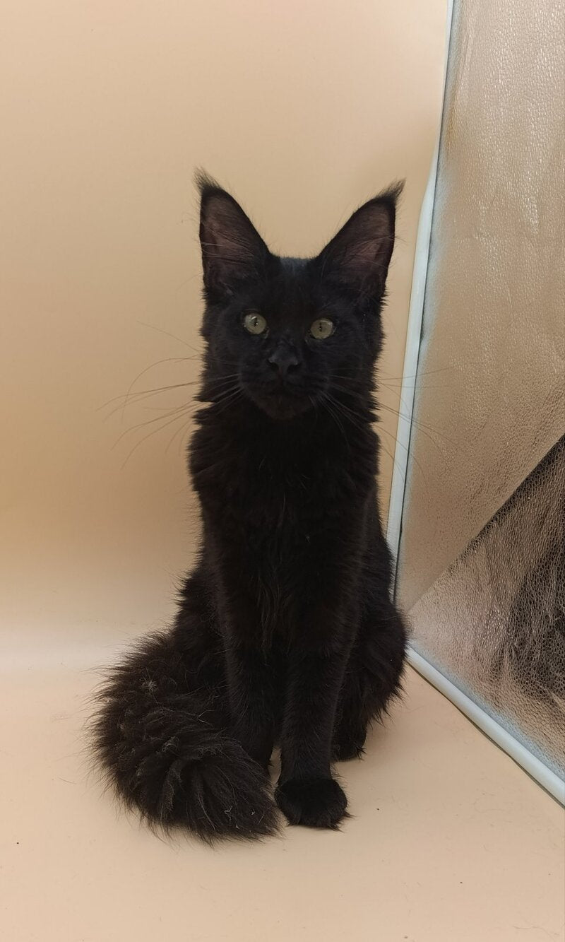 Iris Maine Coon female black silver - live animals